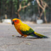 sun conure walking on ground