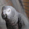 African grey parrot sitting in cage