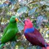 green male eclectus and red female eclectus outside