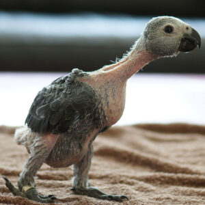 Why Do Pet Birds Lay Eggs: Surprising Facts Every Owner Should Know