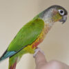 green-cheek conure perched on finger