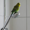 budgie perched on showerhead in shower