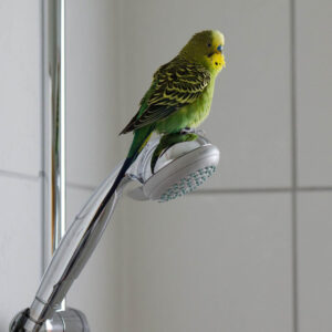budgie perched on showerhead in shower