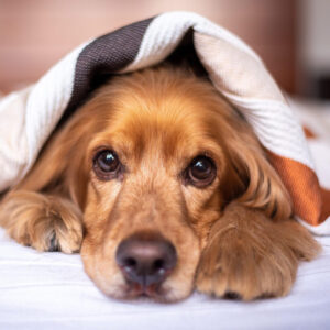 English Cocker Spaniel peeking out from blanket