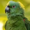 head and shoulders photo of a yellow-naped Amazon parrot