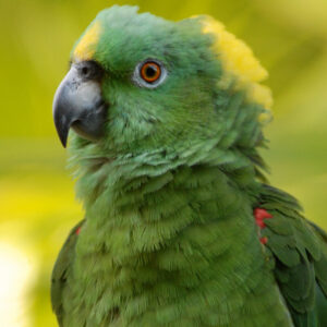 head and shoulders photo of a yellow-naped Amazon parrot