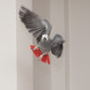 African grey in flight indoors