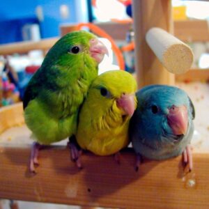 three Pacific parrotlets of different colors perched side by side on playgym