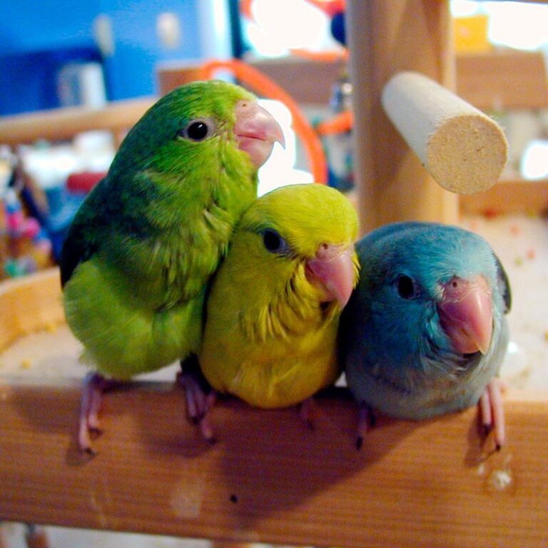 Five Types Of Bird Friends – Pet Birds by Lafeber Co.