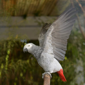 an African grey on a perch spreading their wings