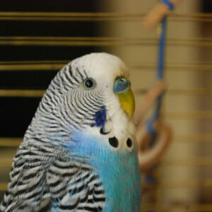 close up on white and blue parakeet (aka) budgie in a cage