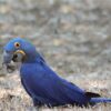 Hyacinth macaw walking on brown grass with foot in beak