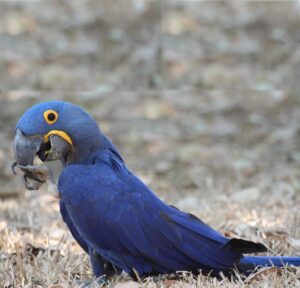 Hyacinth macaw walking on brown grass holding something in beak