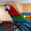 macaw perched atop large cage in store