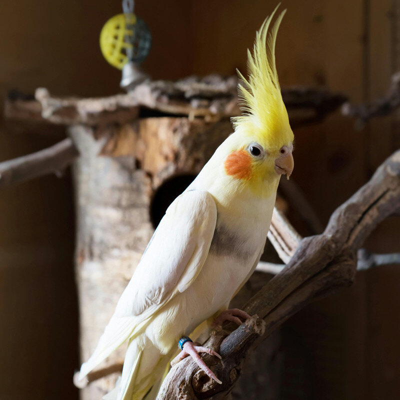 Can You Put Birds in Front of a Mirror: Surprising Facts Revealed