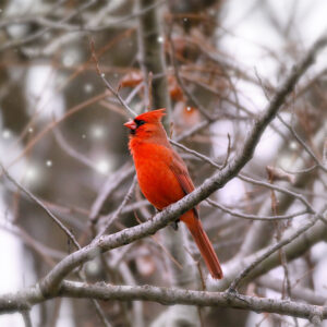 cardinal perched in tree with a few snowflakes falling