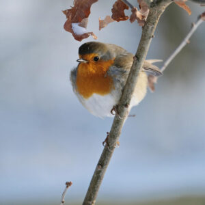 European robin perched sideways on a branch