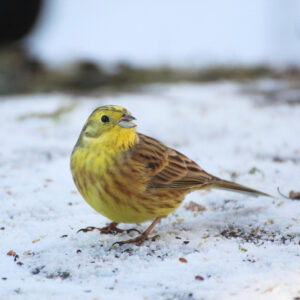 yellow wild bird eating seed from snow-covered ground