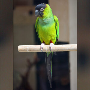 Nanday conure sitting on perch