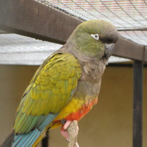 Patagonian conure sitting on perch, possibly at a zoo