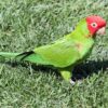 cherry-headed conure (aka red-masked conure) walking on green grass