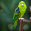 green lineolated parakeet perched on branch