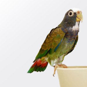 white capped pionus sitting on food dish