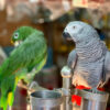 Amazon and African grey parrots perched on metal food bowls