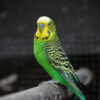 green and yellow parakeet perched on bar in cage