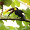 black-mandible toucan