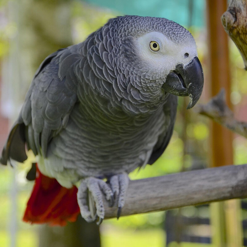 What Symbolism Does Brooks Pet Bird Stand For: Meaning Unveiled