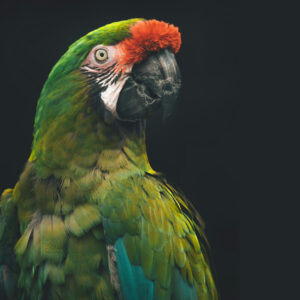 military macaw head and shoulders pose on black background