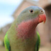 closeup on head and shoulders of a Princess of Wales Parakeet (aka Princess Parrot) outdoors with building behind