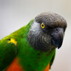 head and shoulders shot of Senegal parrot indoors