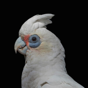 profile head and shoulder shot of a western corella cockatoo
