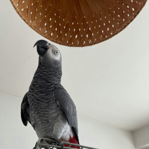 Is Parrot a Perching Bird: Discover the Fascinating Truth