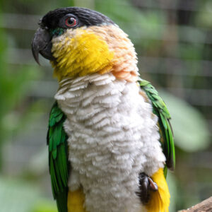 black-headed caique standing on branch with head turned to side