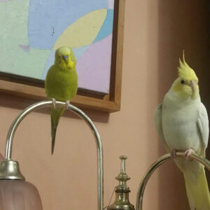 budgie and cockatiel perched on bars of down-facing lamps