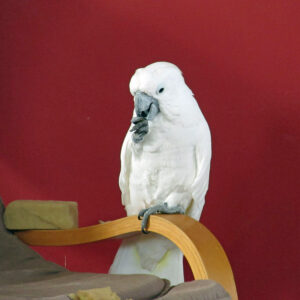 cockatoo perched on wood arm of chair