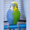half-sider budgie (aka parakeet) that is half blue and half green standing on perch in cage