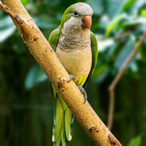 monk parrot (aka Quaker parrot or parakeet) perched on branch outdoors