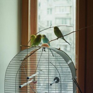 four parakeets (aka budgies) perched atop a cage by window