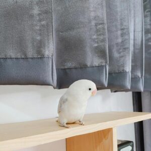 white and gray parrot sitting on shelf by silver curtains