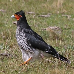 carunculated caracara walking along grassy ground
