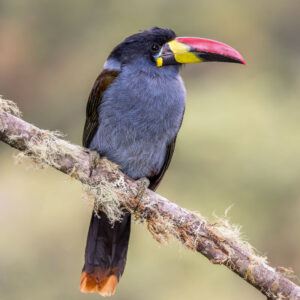 grey-breasted mountain toucan perched on a branch outdoors