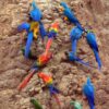 Blue-and-gold macaws, scarlet macaws, chestnut-fronted Macaw and a mealy parrot at the Tambopata clay lick