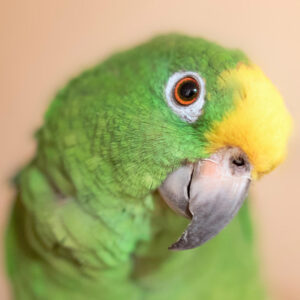 closeup on head of yellow-crowned Amazon with head cocked to side