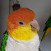 looking down on a white-bellied caique who is looking to the side