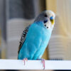 blue and white budgie perched indoors on a white bar