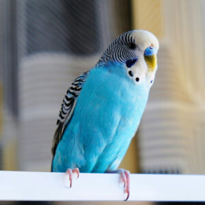 blue and white budgie perched indoors on a white bar